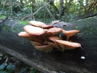 Zalmzwam [Rhodotus palmatus]